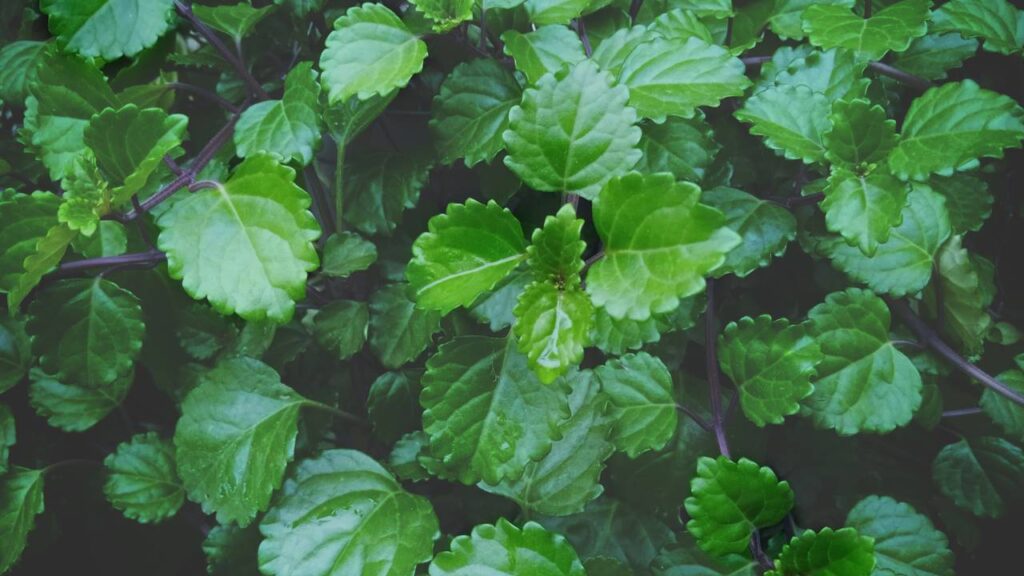 A planta da prosperidade que cresce fácil e deixa o escritório mais leve e cheio de energia boa