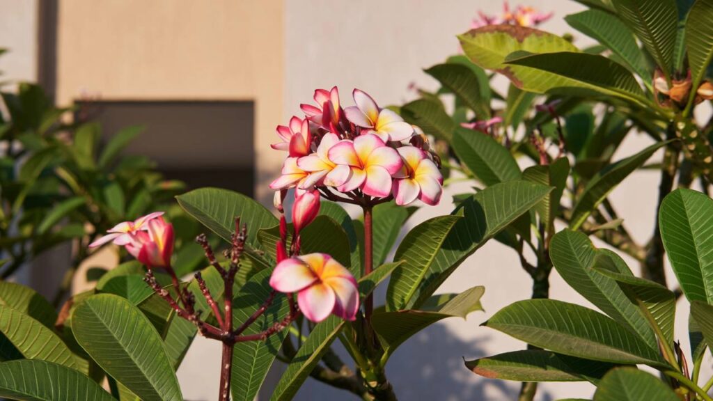 O cheiro do jasmim-manga desperta lembranças que eu não sabia que ainda guardava