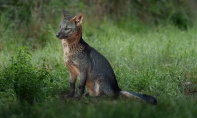 Cachorro-do-mato: conheça esse animal silvestre da América do Sul