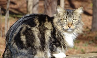 Gatos estadunidenses: 7 raças originárias dos Estados Unidos