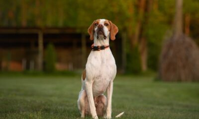 4 características do cachorro da raça pointer inglês 