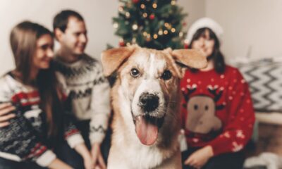 8 dicas para preparar o pet para receber visitas no Natal 