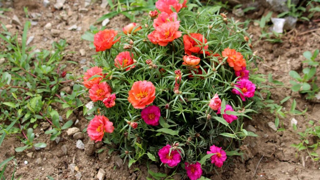 A flor onze-horas espanta pulgões e ainda enfeita o quintal com cores fortes e cheias de vida