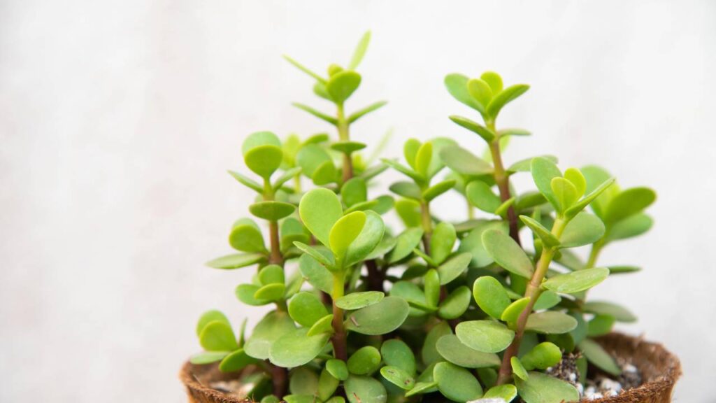 Essas plantas são resistentes ao sol, suportam o calor intenso e ainda decoram o jardim