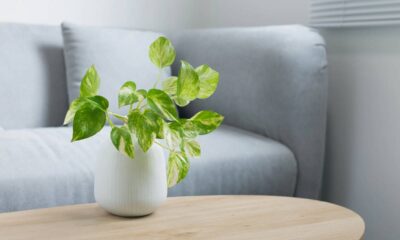 6 Plantas cultivadas na água para deixar sua casa mais bonita, perfumada e com muito verde sem esforço diário