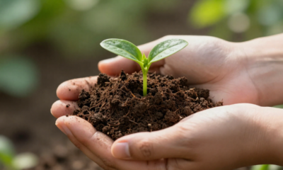 Pouca gente imagina, mas dá para virar lixo orgânico em adubo forte em apenas 7 dias