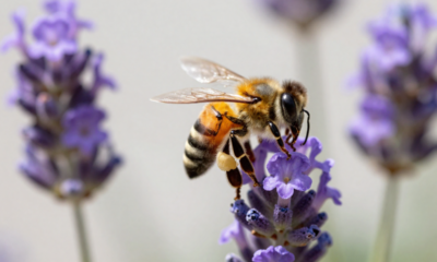 Pouca gente percebe, mas abelhas seguem um padrão ao visitar flores