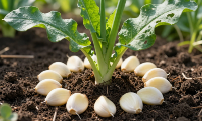 Poucos sabem o que significa e qual a finalidade de colocar dentes de alho ao redor das plantas do jardim
