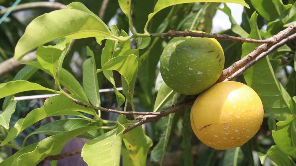 Essa frutífera pequena surpreende pelo ritmo de crescimento e pela facilidade