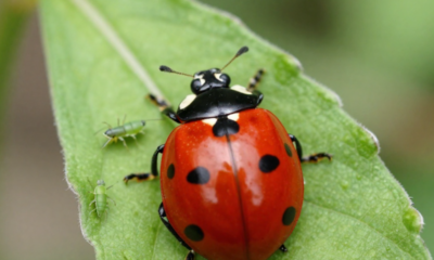 Quando surgem pulgões, as joaninhas aparecem logo depois e isso não é coincidência