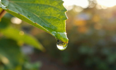 Quem observa árvores “chorando” água quase nunca imagina a verdadeira causa