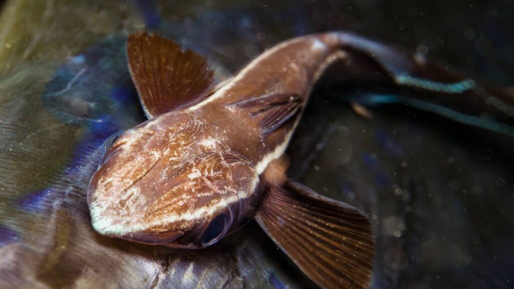 O animal que parece pressentir terremotos leves antes de qualquer sinal