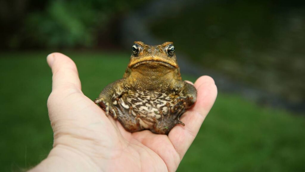 Por que alguns sapos “gritam” mais forte antes da chuva