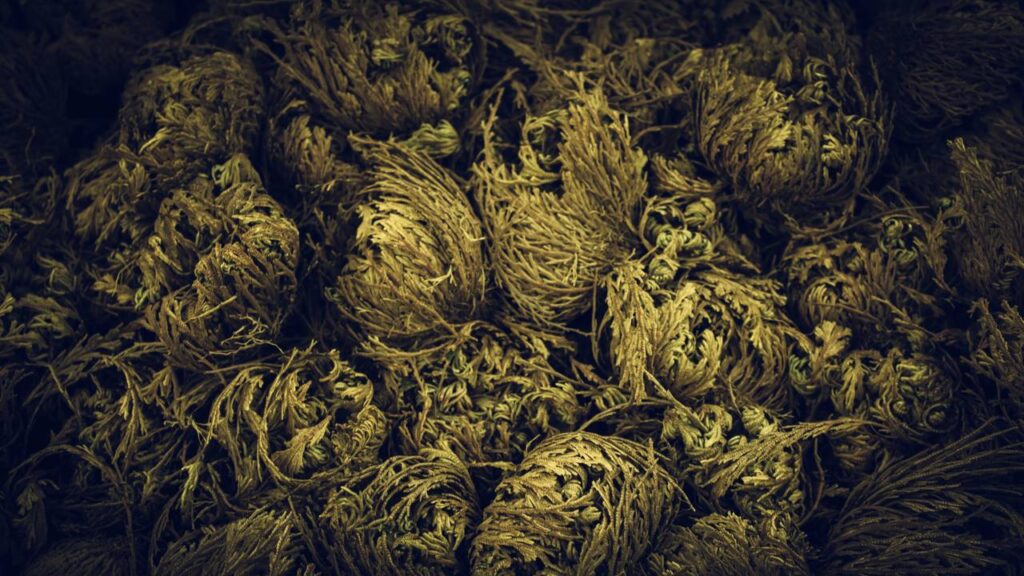 Uma planta que renasce do nada quando a chuva chega pela primeira vez