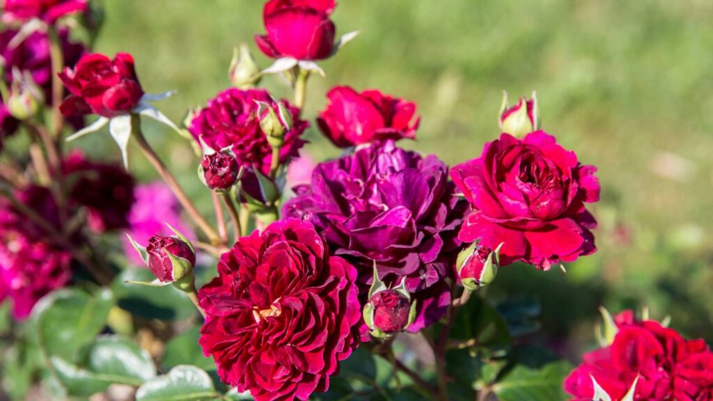 A rosa inglesa encanta pela cor intensa e pelo perfume delicado que transforma qualquer jardim