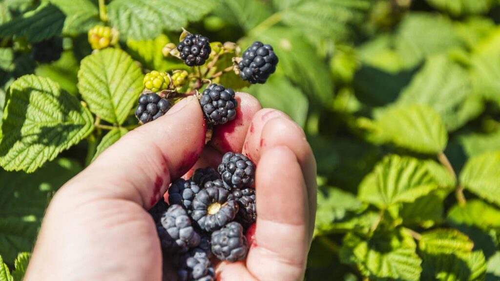 Essa amoreira-preta cresceu junto com a minha filha e hoje as duas têm algo em comum