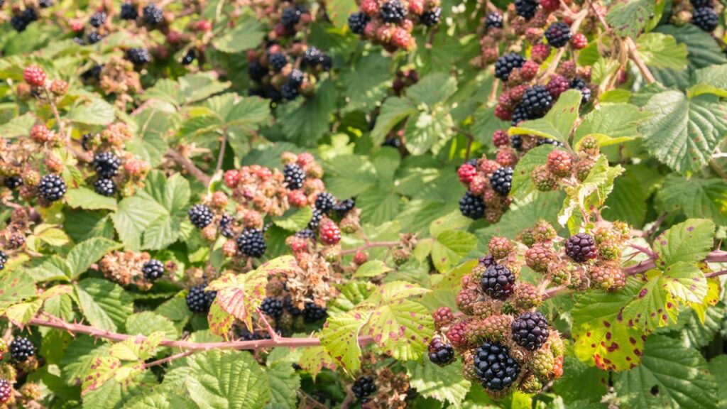 Essa fruta rústica produz bem no quintal e surpreende pela facilidade de cultivo