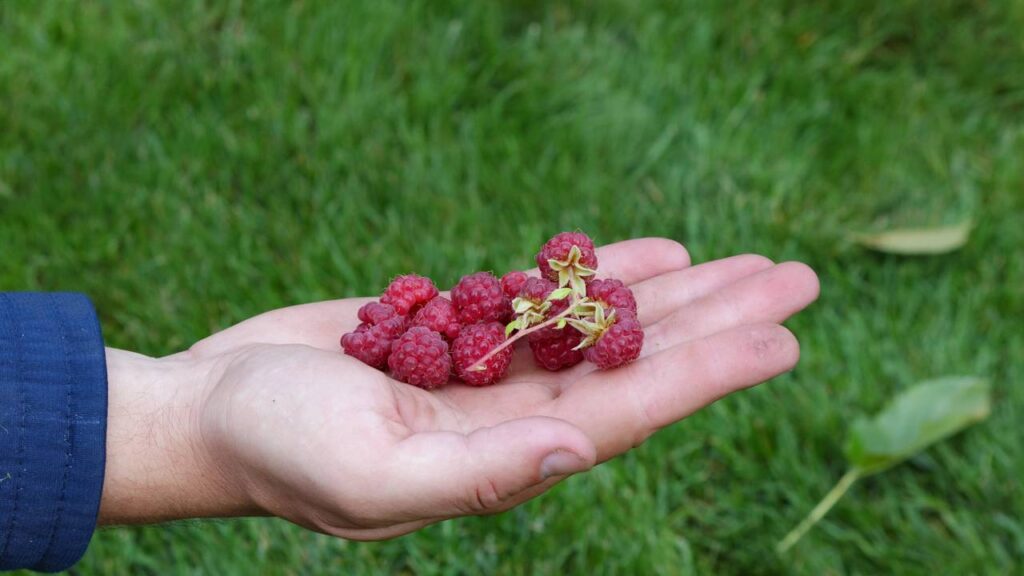 Cultivar framboesa em vasos grandes é possível e surpreende no resultado