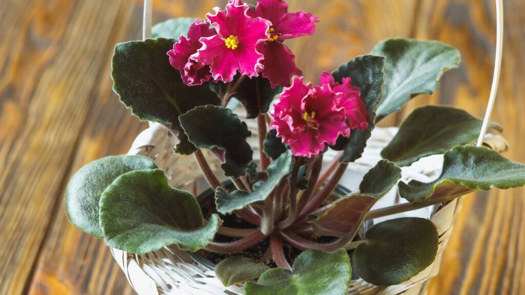 Nunca imaginei que cuidar dessa planta fosse trazer tanta tranquilidade