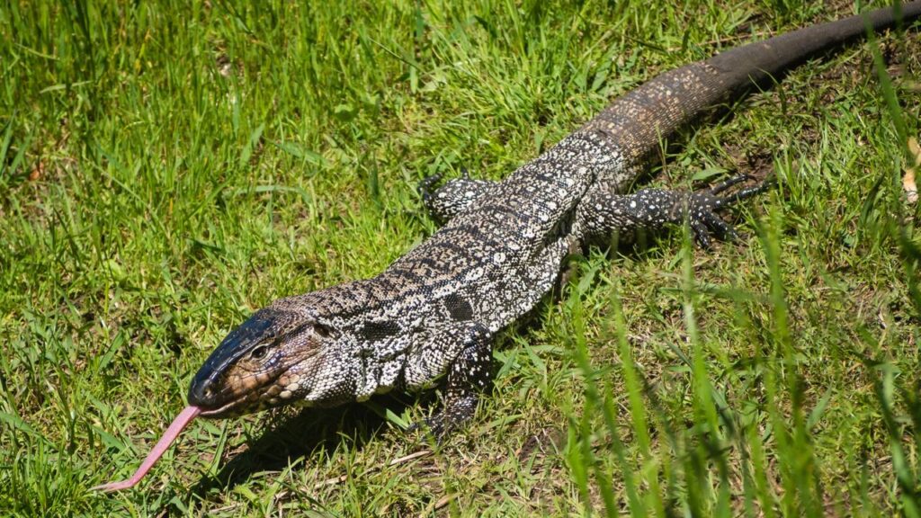 Por que lagartos ficam imóveis por longos períodos ao sol