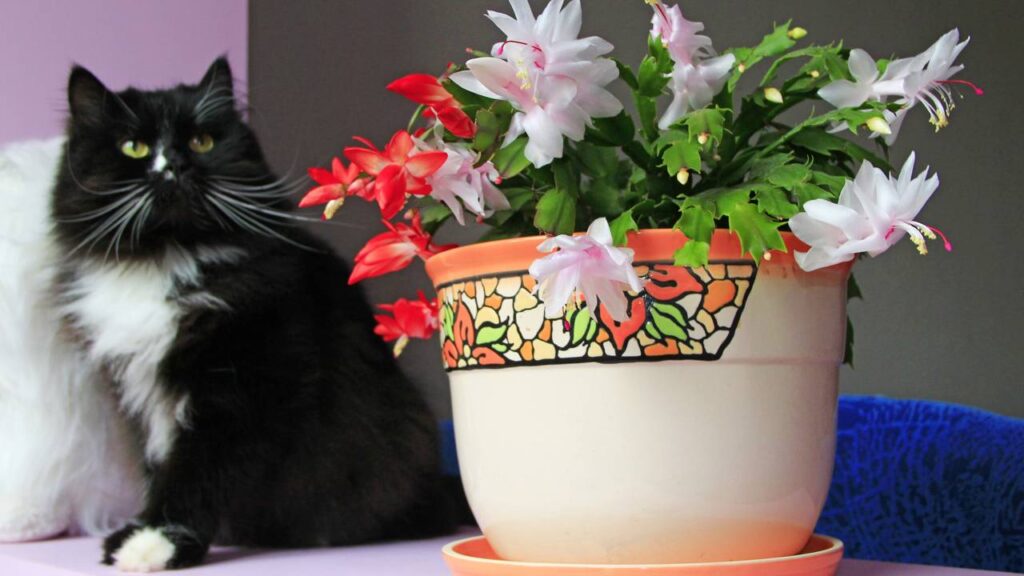 A flor de maio brotou justo quando eu mais precisava de esperança e mudou meu olhar para a vida