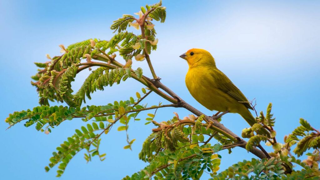 Esse pássaro muda o canto conforme a região onde vive
