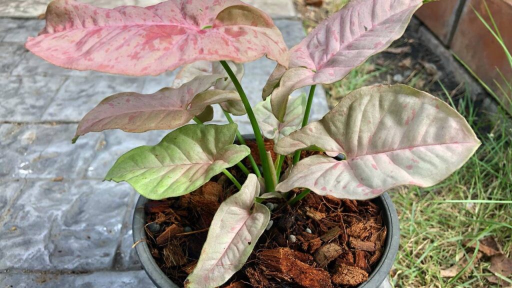 Essa planta delicada virou símbolo de novos começos e ganhou espaço em muitos lares
