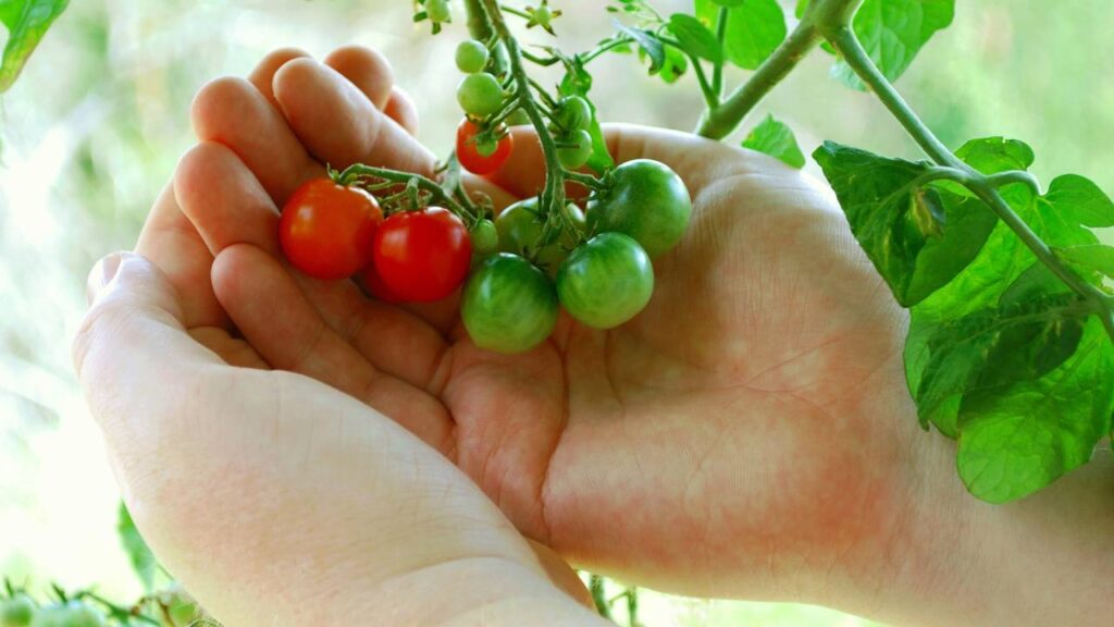 Tomate-cereja: a fruta que nasce rápido e ajuda iniciantes a terem a primeira colheita