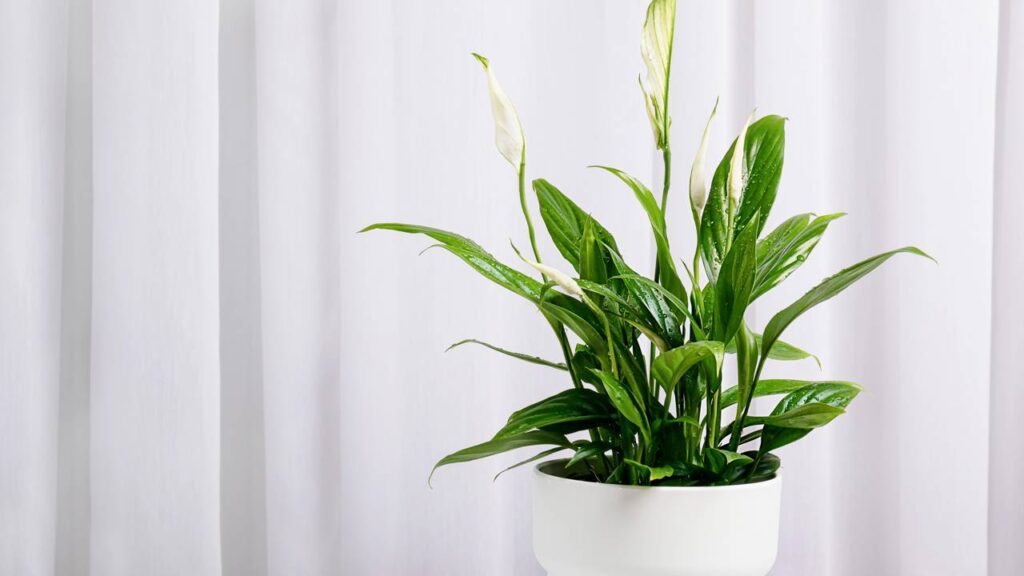 Uma flor simples como o lírio da paz pode trazer uma sensação difícil de explicar