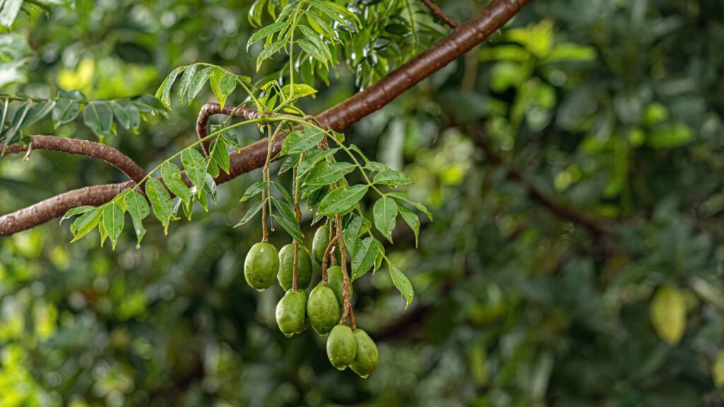 Essa fruta tropical cresce bastante e é ideal para quintais grandes