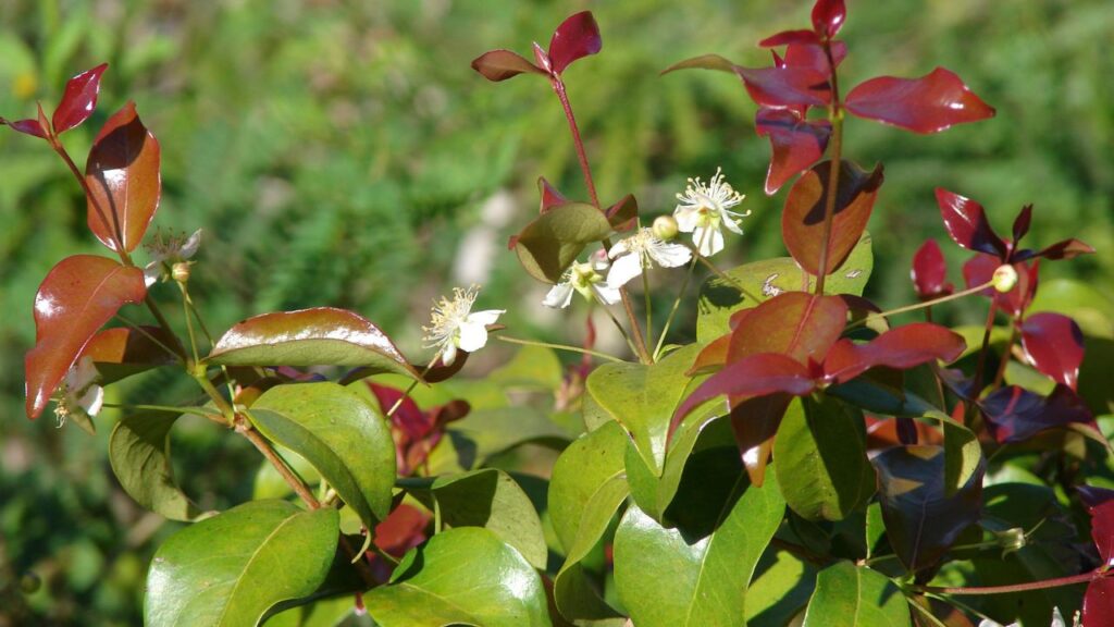 Meu pé de pitanga floresceu no mesmo dia em que tomei uma decisão que mudou tudo