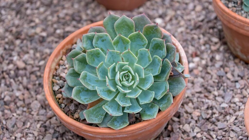 A energia da suculenta surpreende quem recebe essa planta em casa
