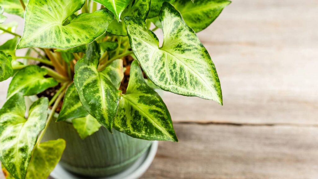 Adeus plantas difíceis: essa opção elegante é barata, fácil de cuidar e perfeita para ambientes internos