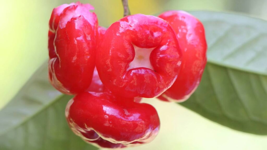 Essa frutífera ornamental transforma o quintal e ainda produz frutos vistosos