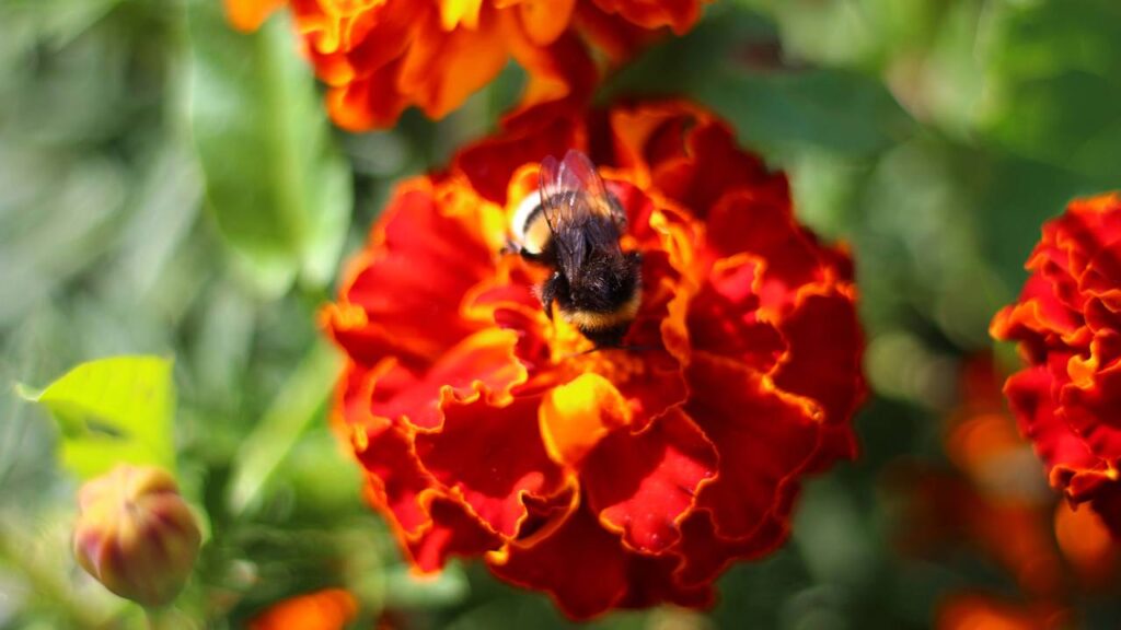 Essa flor simples é perfeita para quem quer decorar sem gastar muito e ainda deixar o jardim mais vivo
