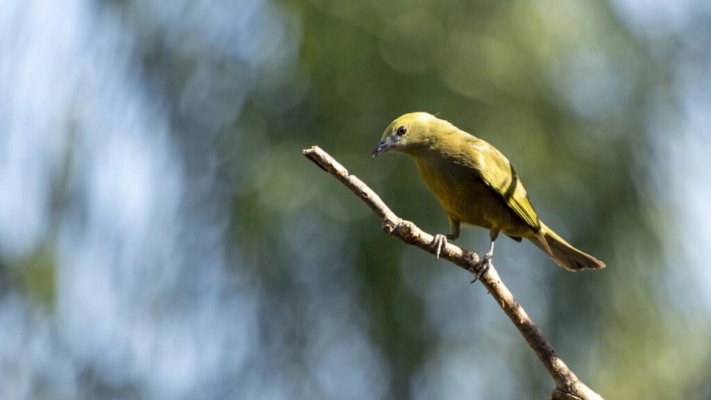 Alguns pássaros ficam em silêncio absoluto antes de mudanças bruscas no tempo