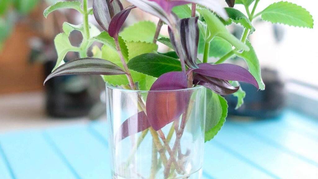 6 Plantas cultivadas na água para deixar sua casa mais bonita, perfumada e com muito verde sem esforço diário