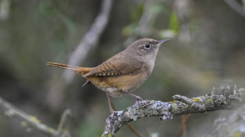 Quando o tempo vai mudar, o canto da corruíra costuma ficar diferente