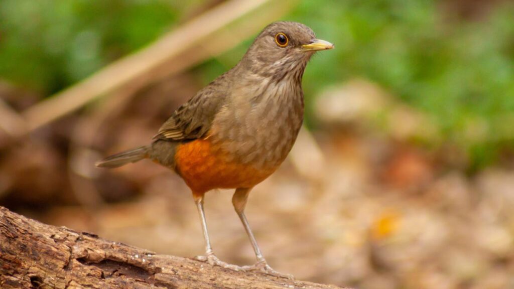 Esse pássaro canta apenas antes do amanhecer e quase ninguém sabe por quê