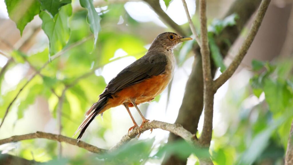 As frutas que você pode deixar no jardim para atrair pássaros e trazer mais vida ao quintal