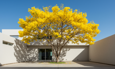 Uma árvore plantada pequena hoje protege a casa do sol com lindas flores