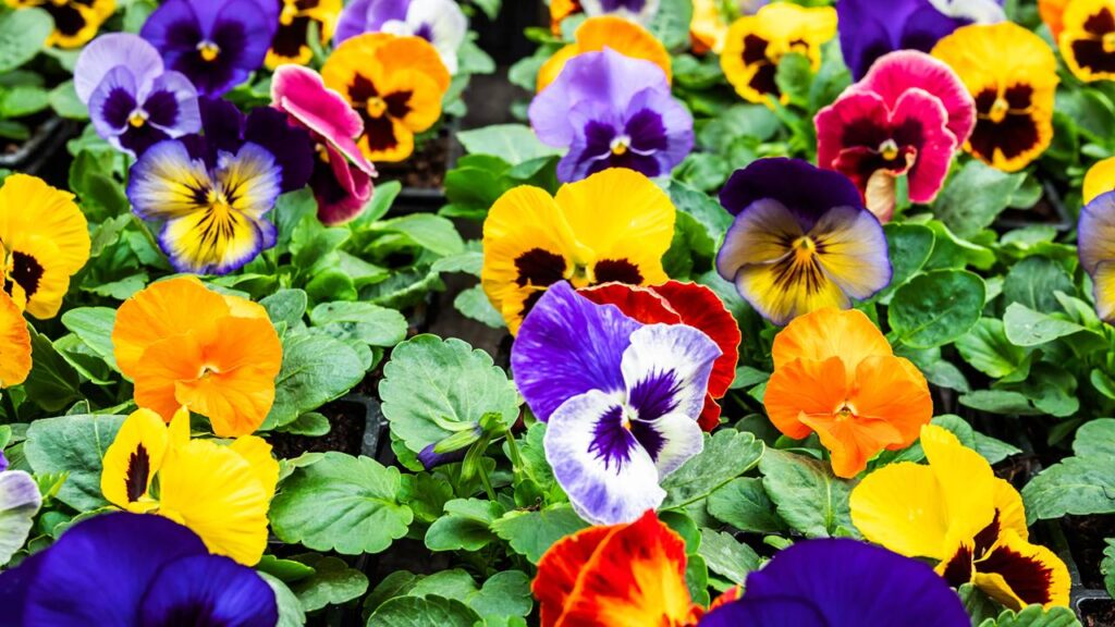 Essa flor delicada virou símbolo de renovação e floresce em qualquer estação