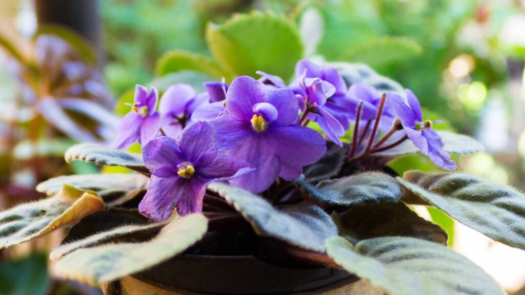 A violeta africana é a planta que representa esperança e recomeço e ilumina a casa com delicadeza