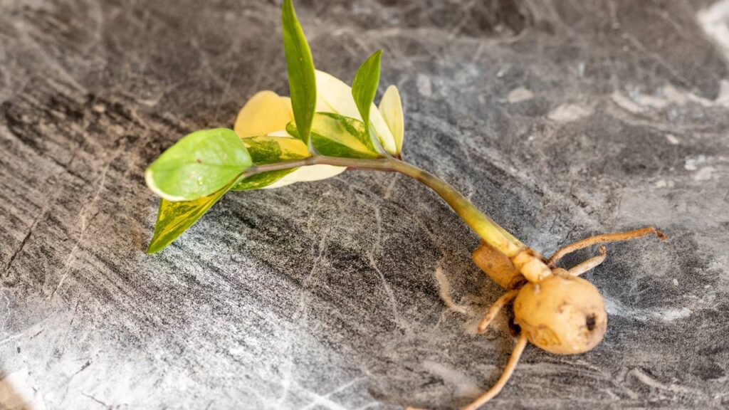 Ganhei uma zamioculca de presente e ela acabou virando o símbolo de aconchego da minha casa
