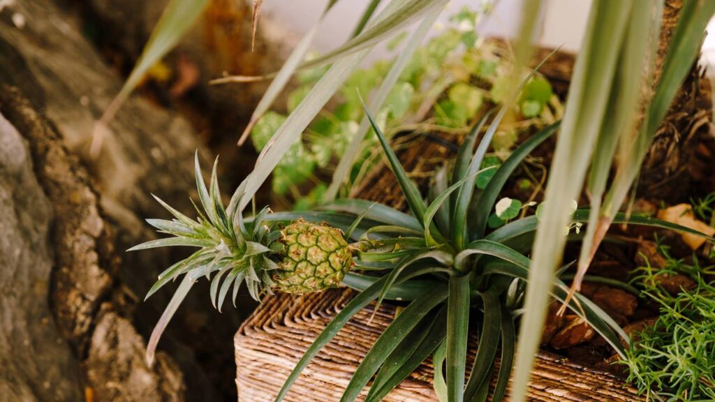 Como plantar abacaxi ornamental e transformar o jardim com cores inesperadas