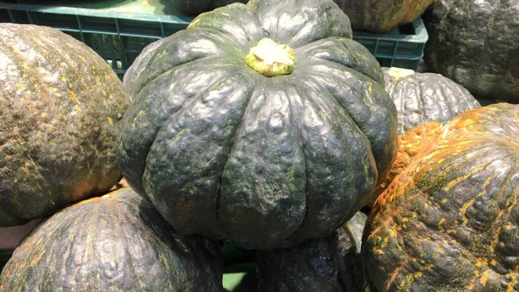 Pouca gente explora todo o potencial da abóbora cabotiá no cultivo caseiro