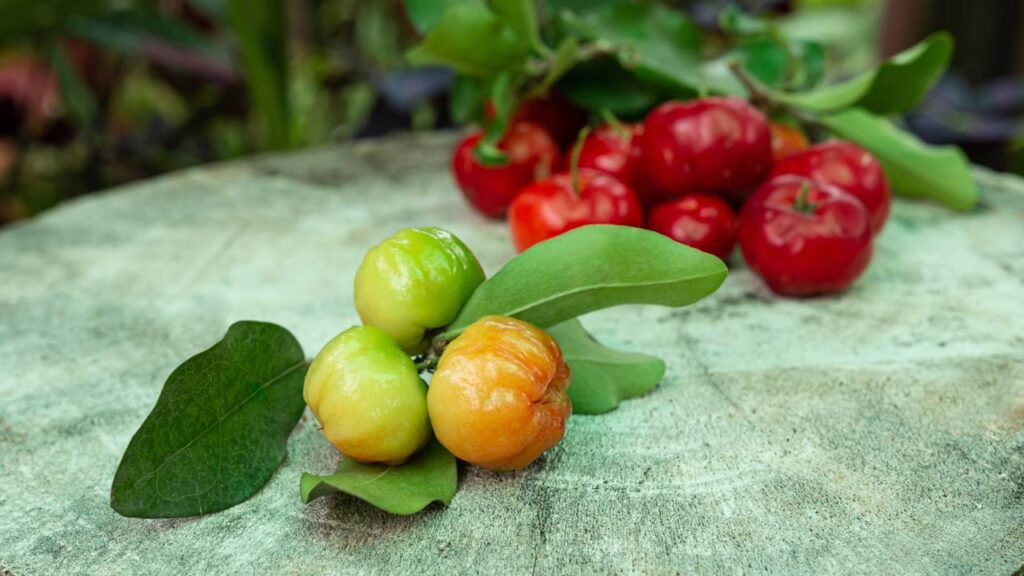 Com o vaso certo, a acerola-anã pode produzir em casa