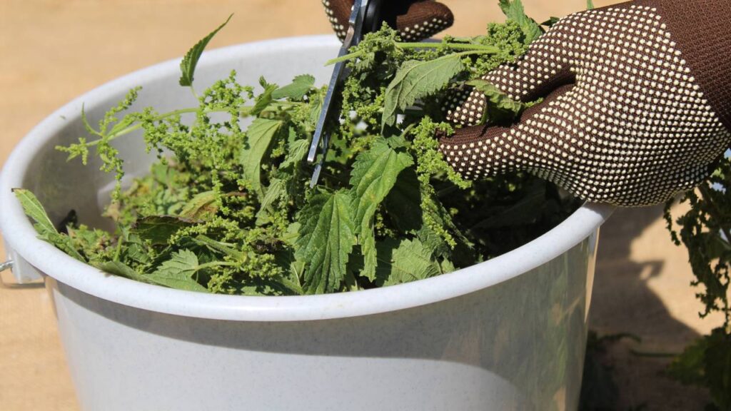 Como fazer adubo verde com ervas daninhas do jardim