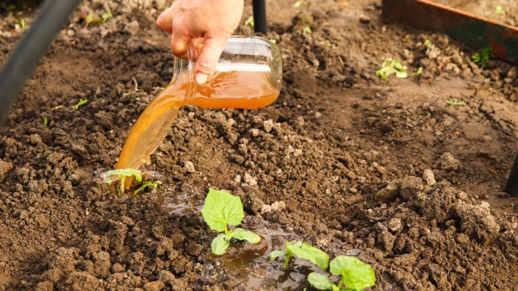 Tomates podres podem ser muito mais úteis do que parecem não descarte ainda