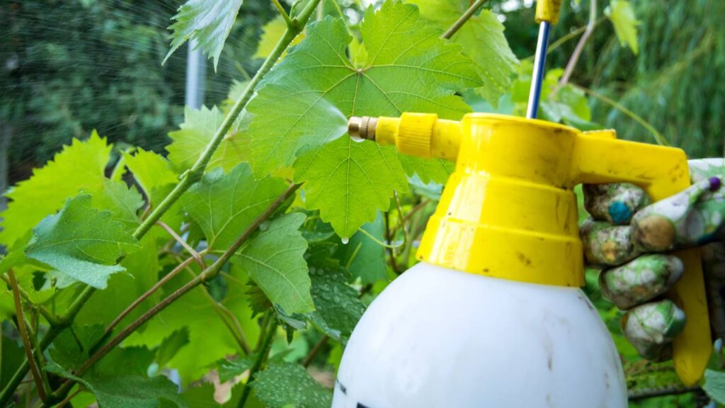 Como preparar uma compostagem simples em garrafa PET e transformar restos de cozinha em adubo de qualidade